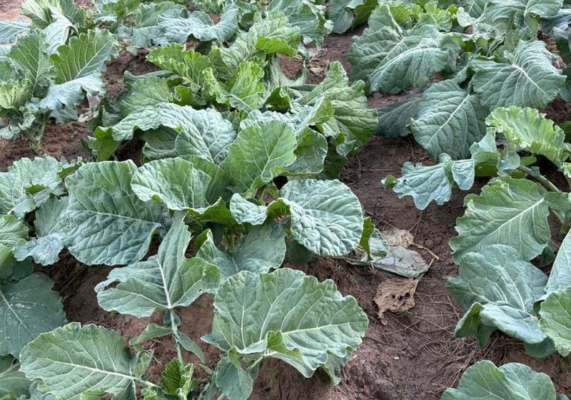 School farm — rows of healthy sukuma wiki (kale) in the Bidii Schools vegetable garden