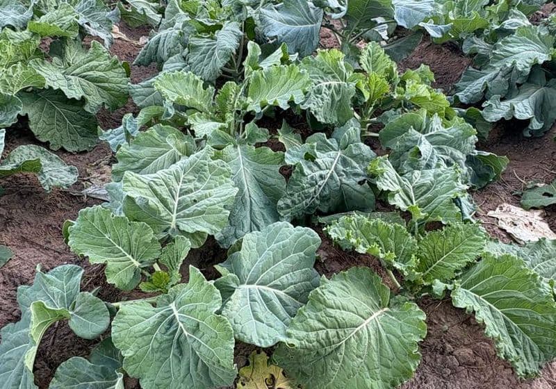 School farm — vegetable garden with thriving green crops at Bidii Schools