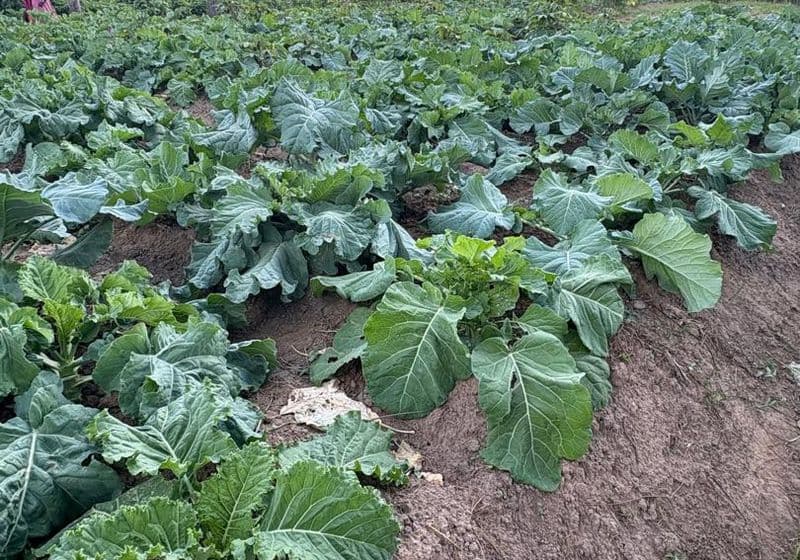 School farm — neatly tended beds of cabbages and mixed greens at Bidii Schools