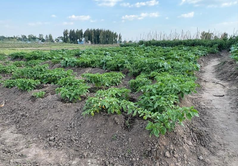 School farm — a healthy potato crop growing in the Bidii Schools farm