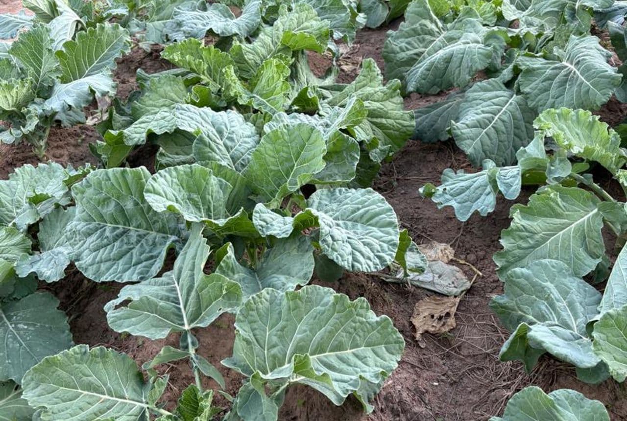 School farm — rows of healthy sukuma wiki (kale) in the Bidii Schools vegetable garden